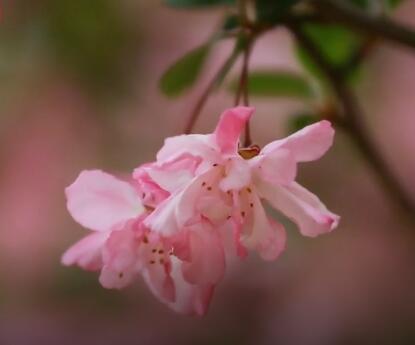 樱花谷:春日赏花好去处